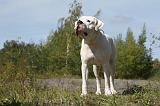 DOGUE ARGENTIN 025